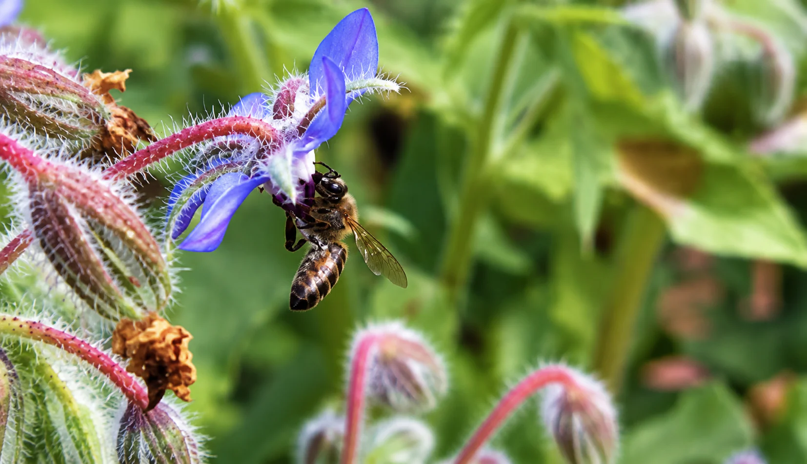 Biodiversité et pollinisation