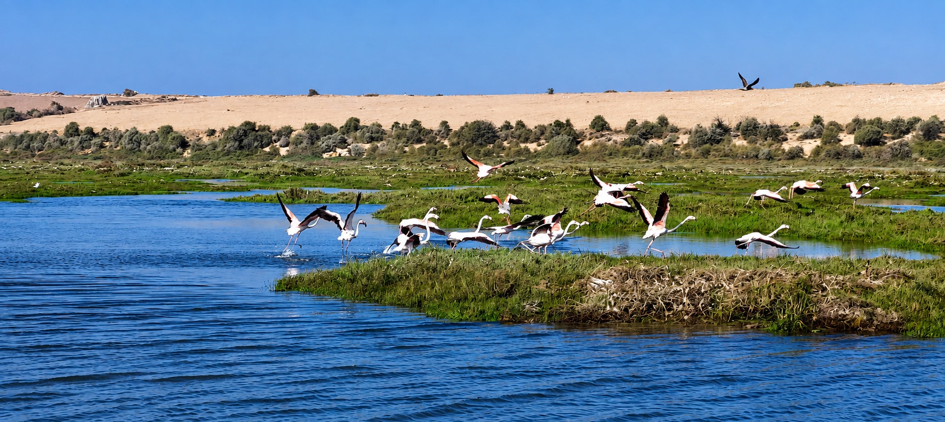 Oiseaux sauvages dans la zone humide protégée de la lagune de Oualidia