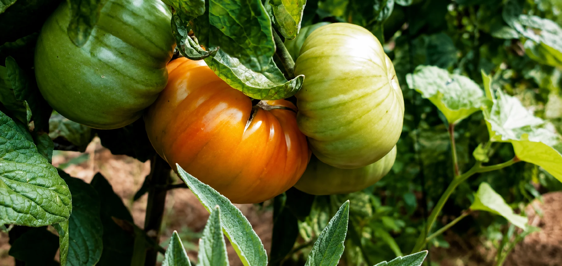 Tomates anciennes